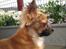 Chihuahua Daisy - Solbad!
