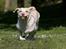 Labrador retriever Fie - kommer nuuuuu