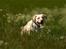 Labrador retriever Fie - Tosafoto