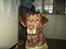 Labrador retriever Tilde