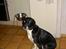 Blanding af racer R.I.P. Molly R.I.P. - 4) Molly inde i køkkenet.