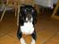 Blanding af racer R.I.P. Molly R.I.P. - 5) Molly inde i køkkenet..