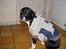 Blanding af racer R.I.P. Molly R.I.P. - 7) Molly med sin fine bluse...