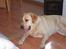 Labrador retriever Bølle - "Bare vent jeg kommer og snupper dig når jeg kommer op, men først skal jeg lige have en lur"