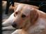 Labrador retriever Bølle - "Jeg har ikke gjordt noget jeg ikke skulle have gjordt :b"  Uskyldige Bølle <3