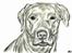 Labrador retriever Fie - Fie tegnet af Elise B her fra HG