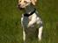 Labrador retriever Fie - Tosafoto