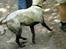 Labrador retriever Fie - Sorte sokker ?.......billed taget af belinda