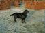 Flat coated retriever Bellis - Hvil i Fred - Smukke Bellis <33