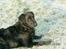 Flat coated retriever Bellis - Hvil i Fred - Bellis på en frost dag :)