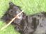 Flat coated retriever Bellis - Hvil i Fred - "Wraaaaa!" Se hvor farlig jeg er!