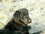 Flat coated retriever Bellis - Hvil i Fred - Bellis <3