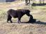 Flat coated retriever Bellis - Hvil i Fred - Vores gamle shetlands hingst, Lukas og Bellis. De var simpelt hen de bedste venner.