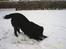 Flat coated retriever Bellis - Hvil i Fred - Meget vinterglad hund!