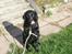 Flat coated retriever Bellis - Hvil i Fred - Lidt kikset billed, men hun er nu smuk og sjov!