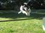 Blanding af racer : Max *Død* - Hop lille max hop!