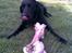Labrador retriever * R.I.P.* Amy - MUMS det ser lækkert ud! Hvor skal jeg begynde ?! 