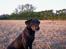 Labrador retriever * R.I.P.* Amy