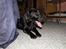 Labrador retriever * R.I.P.* Amy