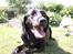 Labrador retriever * R.I.P.* Amy - Jamen jeg kan da godt se glad ud :-))