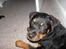 Rottweiler Maja * Himmelhund 2018 * - Maja