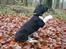 Blanding af racer Bertil - Her er min pote mor...