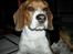 Beagle Nikolaj
