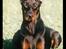 Dobermann (Fyrstinden) Chica R.I.P. - Fyrstinden eller Chica som hun blev kaldt.