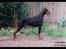 Dobermann (Fyrstinden) Chica R.I.P. - Chica, efter 2 kuld hvalpe, smuk var hun.. :-)