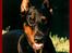 Dobermann (Fyrstinden) Chica R.I.P. - Hi hi hi..... Er hun ikke sød?