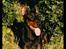 Dobermann (Fyrstinden) Chica R.I.P.