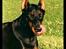 Dobermann (Fyrstinden) Chica R.I.P. - Chica vil gerne have en guf...