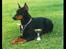 Dobermann (Fyrstinden) Chica R.I.P. - Chica fik 1. pr. og cac. juuhuuu