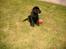 Labrador retriever Soffi<3