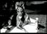 Dobermann (Fyrstinden) Chica R.I.P. - Chica efter en udstilling.....