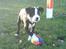 Blanding af racer Samson