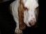 Basset hound Walter  R.I.P - nej mor.. hvorfor vækker du mig nu....... 