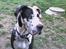 Blanding af racer Grand danois og Dobermann - min gamle hun thor