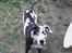 Blanding af racer Grand danois og Dobermann - min gamle hun thor