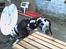 Blanding af racer Grand danois og Dobermann