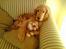 Cocker spaniel *William* Er aflivet !:( - Nye billeder fra d. 5/2-06.