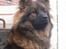 Eurasier  Duchessè Racevinder 2007 - Smukke Duchessè