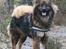 Eurasier  Duchessè Racevinder 2007 - NYT. 25-2-2008