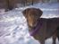 Labrador retriever Tilde