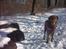 Labrador retriever Tilde