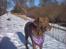 Labrador retriever Tilde