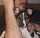 Jack russell terrier eddie