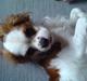 Cavalier king charles spaniel mille