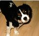 Cavalier king charles spaniel Mille