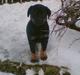 Rottweiler Primo R.I.P